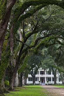 Images Dated 27th October 2009: USA, Louisiana, St. Francisville. Rosedown Planatation, b. 1832, oak tree canopy driveway