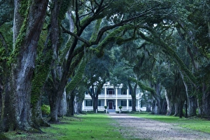 Drive Way Prints: USA, Louisiana, St. Francisville. Rosedown Planatation, b. 1832, oak tree canopy driveway