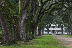 Images Dated 27th October 2009: USA, Louisiana, St. Francisville. Rosedown Planatation, b. 1832, oak tree canopy driveway