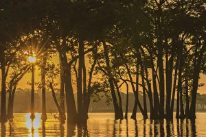 Tupelo Prints: USA, Louisiana. Sunrise on Millers Lake