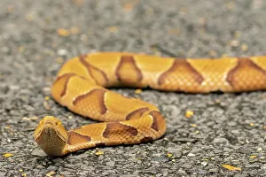Viper Prints: USA, Louisiana, Tensas National Wildlife Refuge. Close-up of copperhead snake
