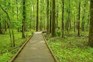 Boardwalk Prints: USA, Louisiana, Tensas National Wildlife Refuge. Forest boardwalk trail