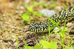 Snake Prints: USA, Louisiana, Tensas National Wildlife Refuge. Speckled kingsnake close-up