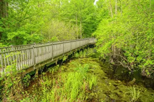 Boardwalk Prints: USA, Louisiana, Tensas National Wildlife Refuge. Boardwalk through swamp