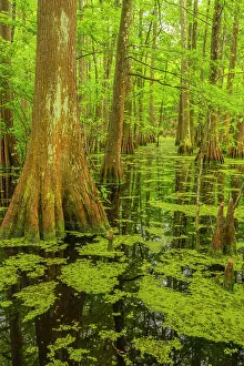 Images Dated 20th March 2023: USA, Louisiana, Tensas National Wildlife Refuge. Cypress tree swamp