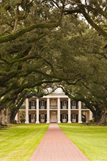 Oak Tree Prints: USA, Louisiana, Vacherie. Oak Alley Plantation, anti-bellum River Road mansion