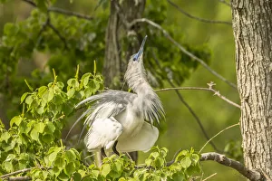 Images Dated 9th May 2018: USA, Louisiana, Vermilion Parish. Immature little blue heron courtship display. Credit as