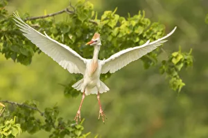 Images Dated 9th May 2018: USA, Louisiana, Vermilion Parish. Cattle egret taking flight