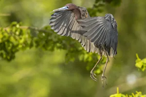 Images Dated 9th May 2018: USA, Louisiana, Vermilion Parish. Little blue heron taking flight. Credit as: Cathy