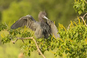 Images Dated 9th May 2018: USA, Louisiana, Vermilion Parish. Little blue heron close-up