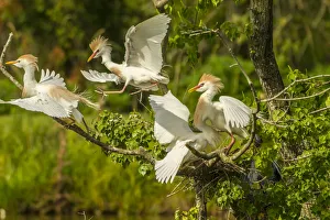 Images Dated 7th May 2018: USA, Louisiana, Vermilion Parish. Cattle egrets fighting