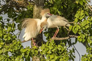 USA, Louisiana, Vermilion Parish. Cattle egret pair at nest USA, Louisiana, Vermilion Parish. Cattle egret pair at nest