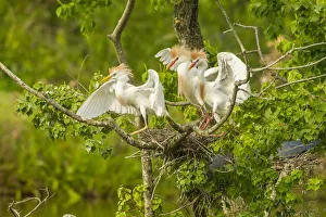 Images Dated 7th May 2018: USA, Louisiana, Vermilion Parish. Cattle egrets fighting