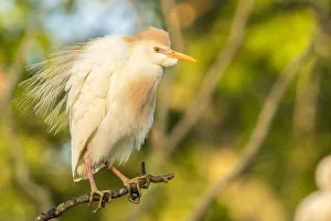 USA, Louisiana, Vermilion Parish. Cattle egret pair in breeding plumage. Credit as
