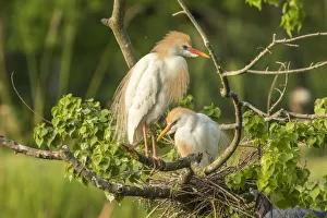 Images Dated 7th May 2018: USA, Louisiana, Vermilion Parish. Cattle egret pair at nest