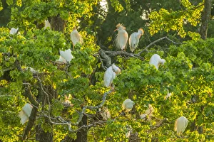 Images Dated 7th May 2018: USA, Louisiana, Vermilion Parish. Cattle egret rookery