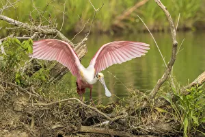 Images Dated 7th May 2018: USA, Louisiana, Vermilion Parish. Roseate spoonbill picking up nesting twig. Credit as