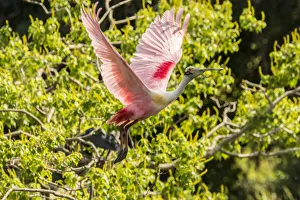 Images Dated 7th May 2018: USA, Louisiana, Vermilion Parish. Roseate spoonbill taking flight. Credit as: Cathy