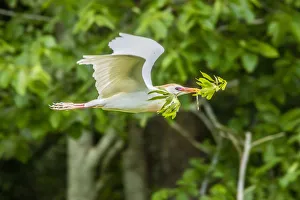 USA, Louisiana, Vermilion Parish. Cattle egret carrying nest material. Credit as