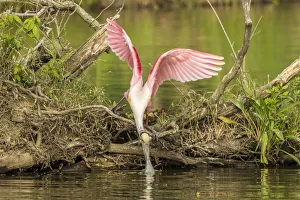 Images Dated 7th May 2018: USA, Louisiana, Vermilion Parish. Roseate spoonbill picking up nesting twig. Credit as