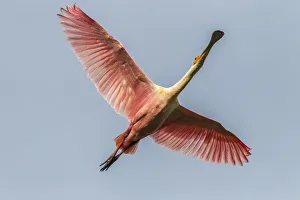 Images Dated 9th May 2018: USA, Louisiana, Vermilion Parish. Roseate spoonbill in flight