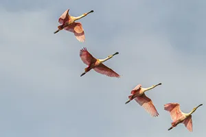 Images Dated 9th May 2018: USA, Louisiana, Vermilion Parish. Roseate spoonbills in flight. Credit as: Cathy