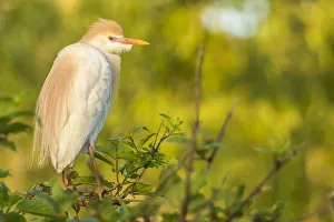 Images Dated 7th May 2018: USA, Louisiana, Vermilion Parish. Cattle egret pair in breeding plumage. Credit as