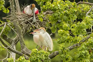 Images Dated 9th May 2018: USA, Louisiana, Vermilion Parish. Cattle egret pair and nesting roseate spoonbill