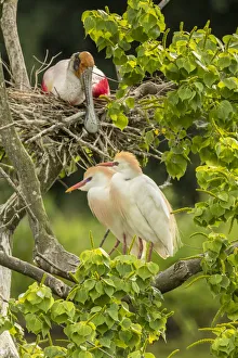 Images Dated 9th May 2018: USA, Louisiana, Vermilion Parish. Cattle egret pair and nesting roseate spoonbill
