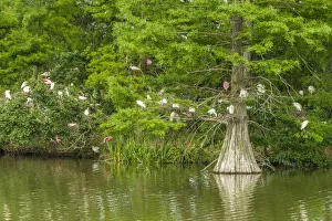 Images Dated 7th May 2018: USA, Louisiana, Vermilion Parish. Rookery in cypress tree