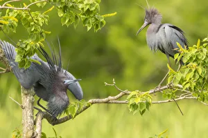 Images Dated 9th May 2018: USA, Louisiana, Vermilion Parish. Little blue heron courtship display. Credit as