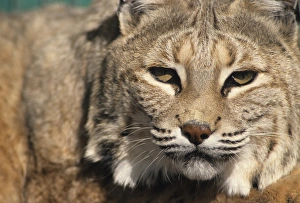 Images Dated 12th December 2012: USA, Lynx, New Mexico