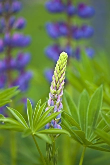 Images Dated 5th June 2009: USA, Maine, Acadia National Park. Close-up of lupine flower bud starting to bloom