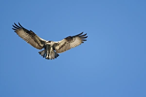 Images Dated 2nd June 2009: USA, Maine, Acadia National Park, Peregrine Falcon (Falco peregrinus) hovering in