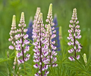 Images Dated 5th June 2009: USA, Maine, Acadia National Park. Field of blooming lupine flowers and bee. Credit as