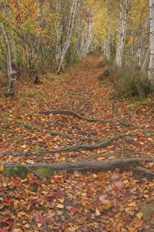 USA, Maine, Acadia National Park. Tree roots in forest trail