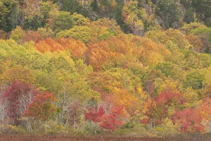 Images Dated 20th April 2022: USA, Maine, Acadia National Park. Forest landscape in autumn colors