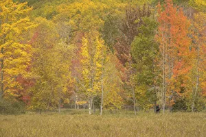 USA, Maine, Acadia National Park. Forest landscape in autumn colors
