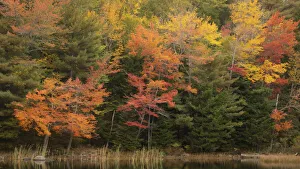 USA, Maine, Acadia National Park. Forest reflections in lake