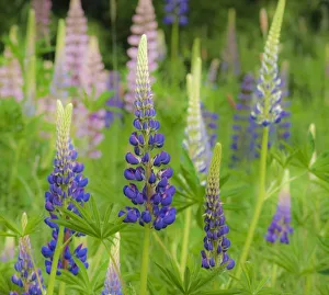 Images Dated 5th June 2009: USA, Maine, Acadia National Park. Field of blooming lupine flowers. Credit as: Nancy