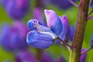 Images Dated 5th June 2009: USA, Maine, Acadia National Park. Close-up of blooming lupine flower