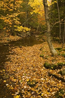 Images Dated 19th January 2010: USA, Maine, Acadia National Park, Fall foliage along a stream