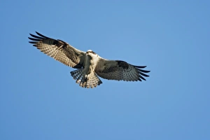 Images Dated 2nd June 2009: USA, Maine, Acadia National Park, Peregrine Falcon (Falco peregrinus) hovering in