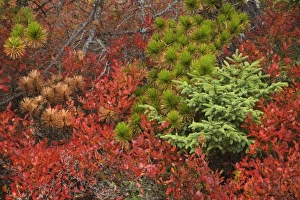 Images Dated 19th January 2010: USA, Maine, Acadia National Park, Pines and blueberry bushes in the fall