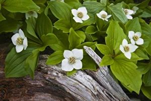 USA, Maine, Acadia National Park. Close-up of bunchberry or dwarf cornel plant on rotting log