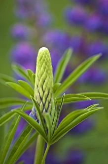 Images Dated 5th June 2009: USA, Maine, Acadia National Park. Close-up of lupine flower bud