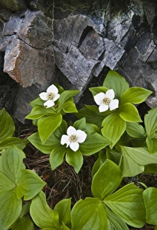Images Dated 6th June 2009: USA, Maine, Acadia National Park. Close-up of bunchberry or dwarf cornel plant and rocks