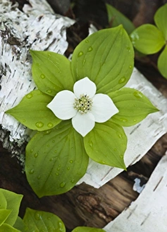 Images Dated 28th May 2009: USA, Maine, Acadia National Park. Close-up of bunchberry or dwarf cornel plant on log
