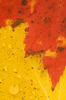 Down East Prints: USA, Maine, Acadia National Park, Fall foliage