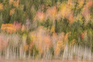 Images Dated 2022: USA, Maine, Acadia National Park. Forest abstract